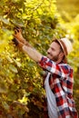 Grape harvest - farmer working in vineyard